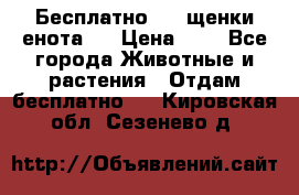 Бесплатно !!! щенки енота!! › Цена ­ 1 - Все города Животные и растения » Отдам бесплатно   . Кировская обл.,Сезенево д.